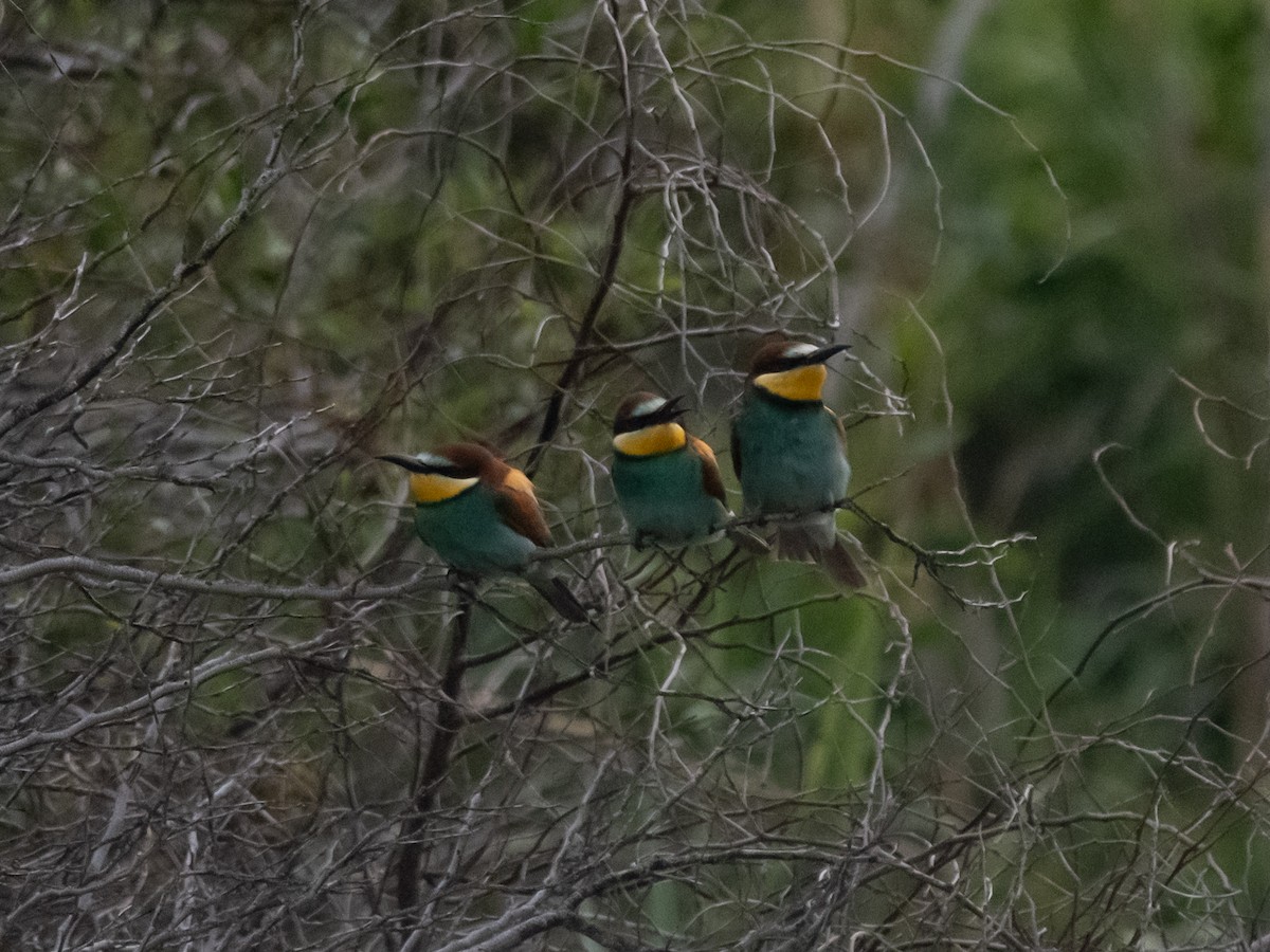 European Bee-eater - ML619137806