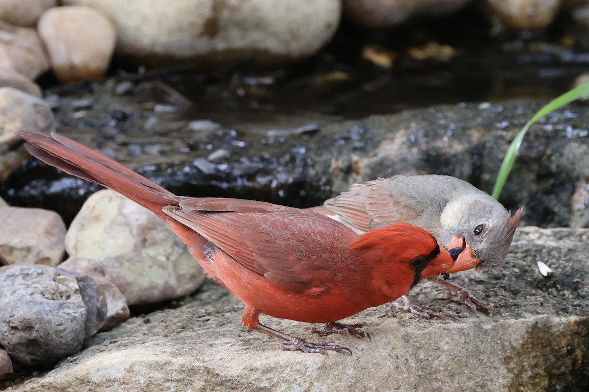 Northern Cardinal - Leighton Wier