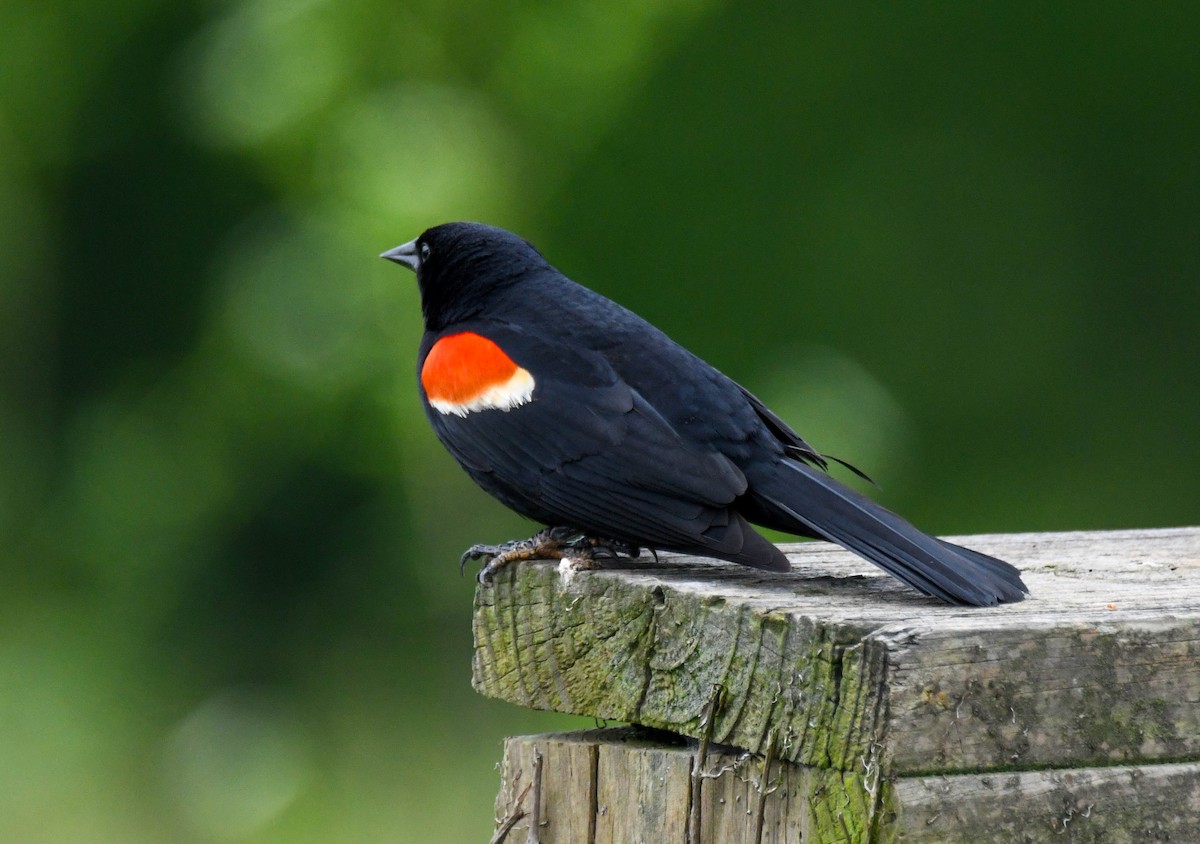 Red-winged Blackbird - ML619137820