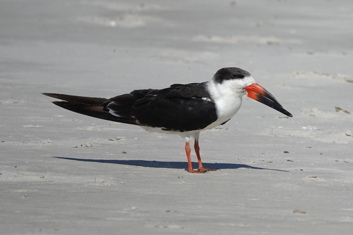 Black Skimmer - ML619137827