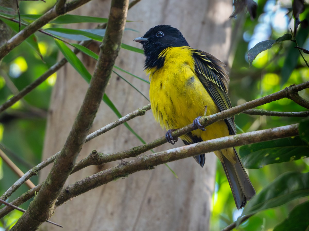 Cotinga Encapuchado - ML619137832