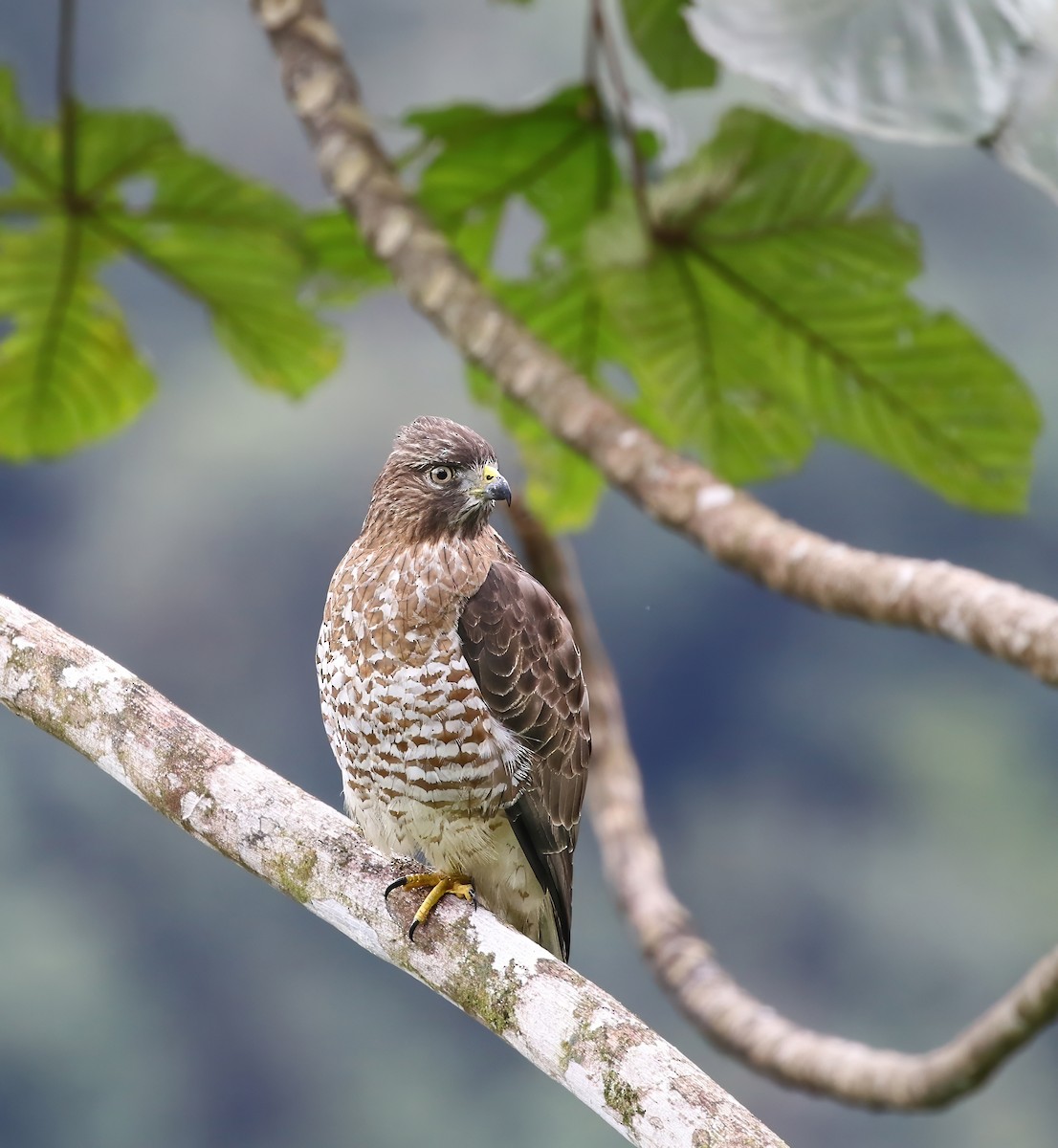Broad-winged Hawk (Northern) - Richard Greenhalgh