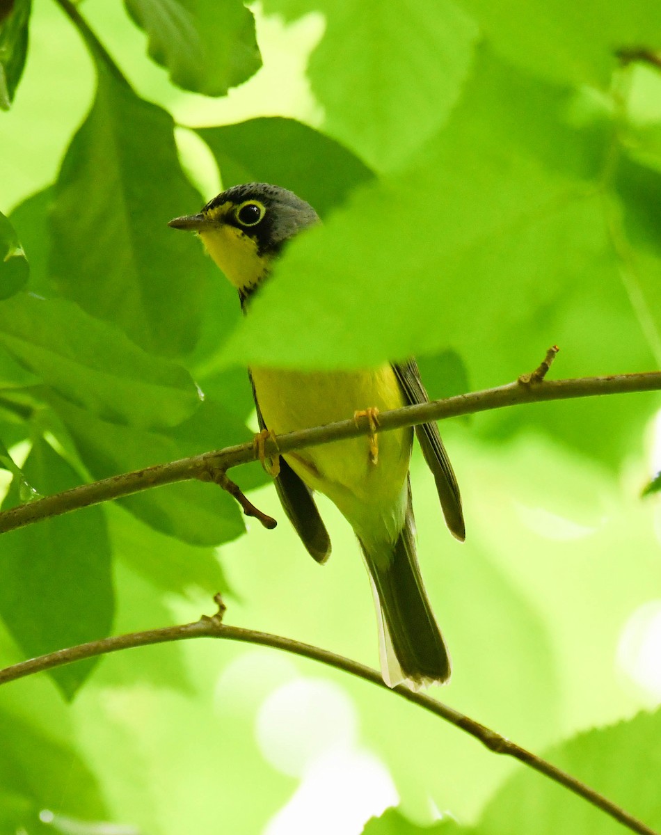 Canada Warbler - ML619137838