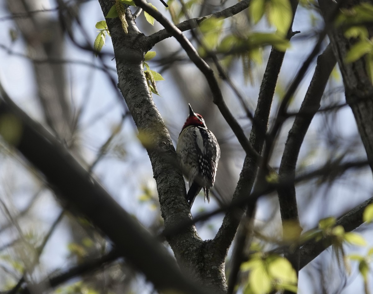 Yellow-bellied Sapsucker - Sylvie Vanier🦩