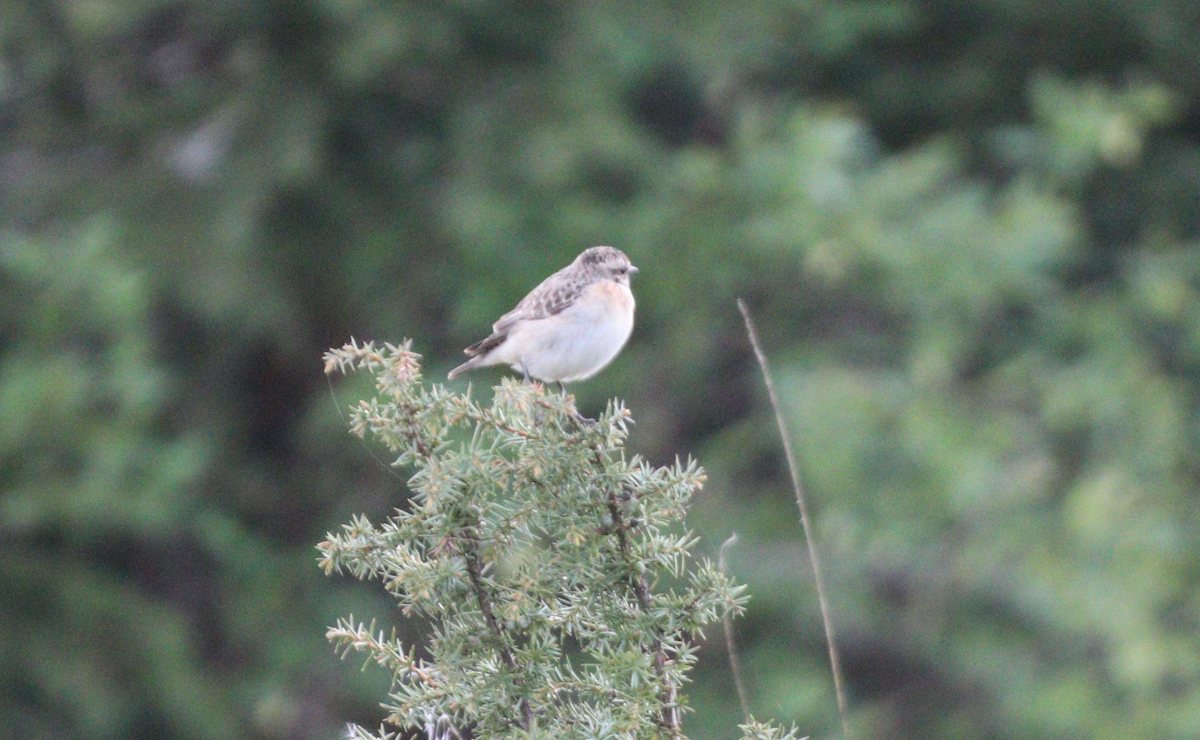Whinchat - Bussier romain