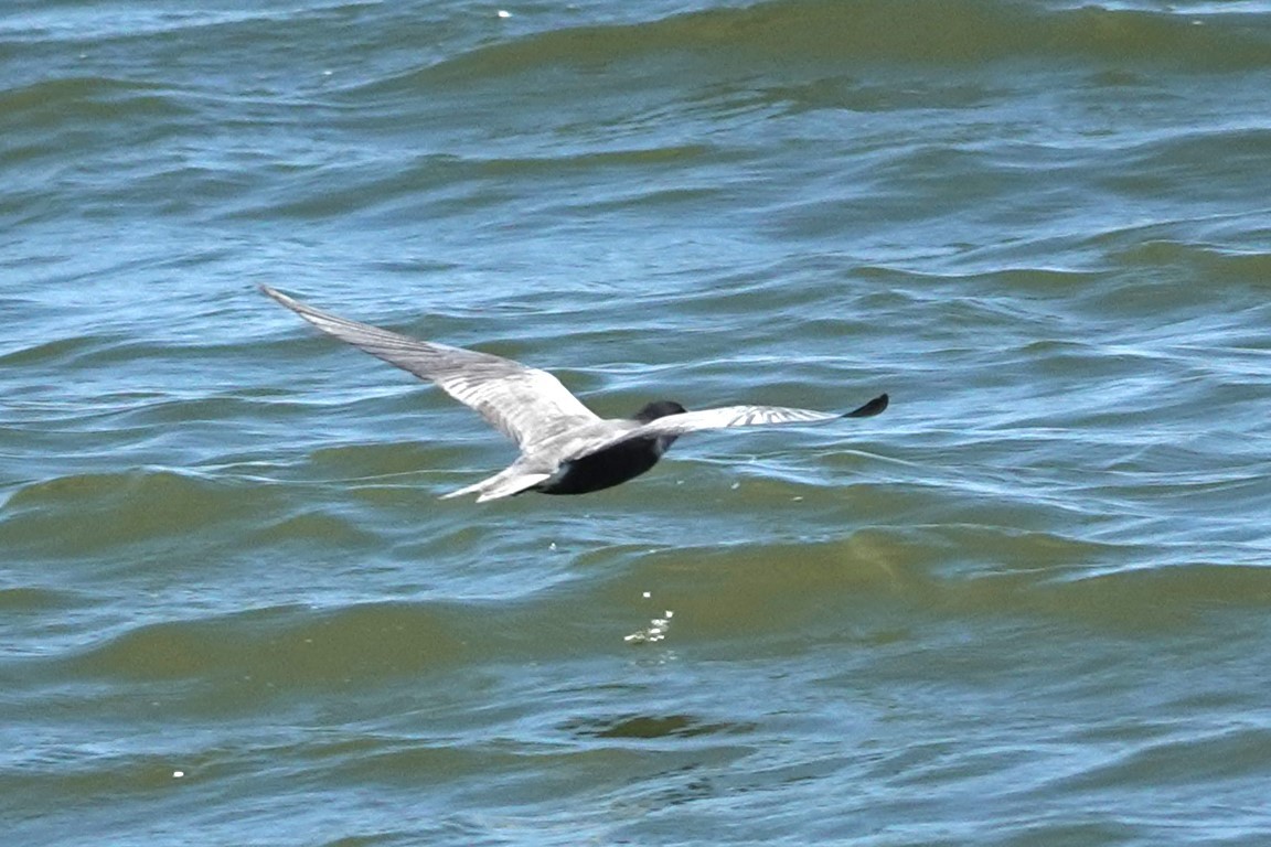 Black Tern - Allison Graves