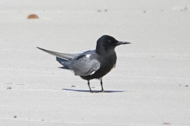 Black Tern - Allison Graves