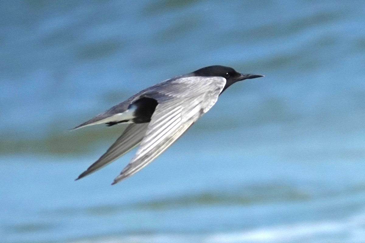 Black Tern - Allison Graves