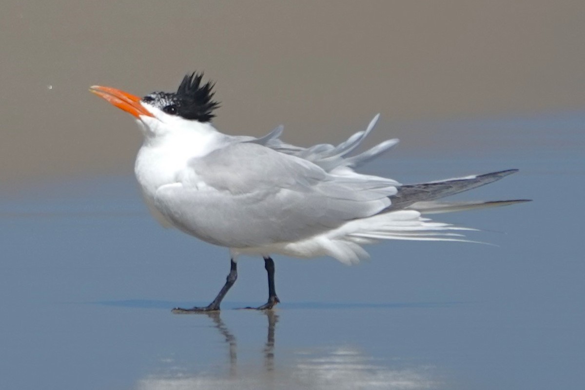 Royal Tern - Allison Graves