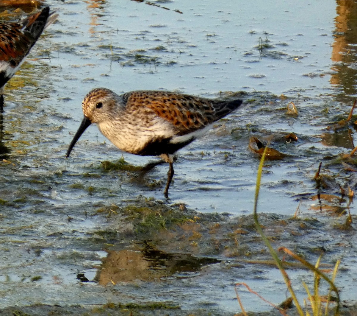 Dunlin - Darrell Hance