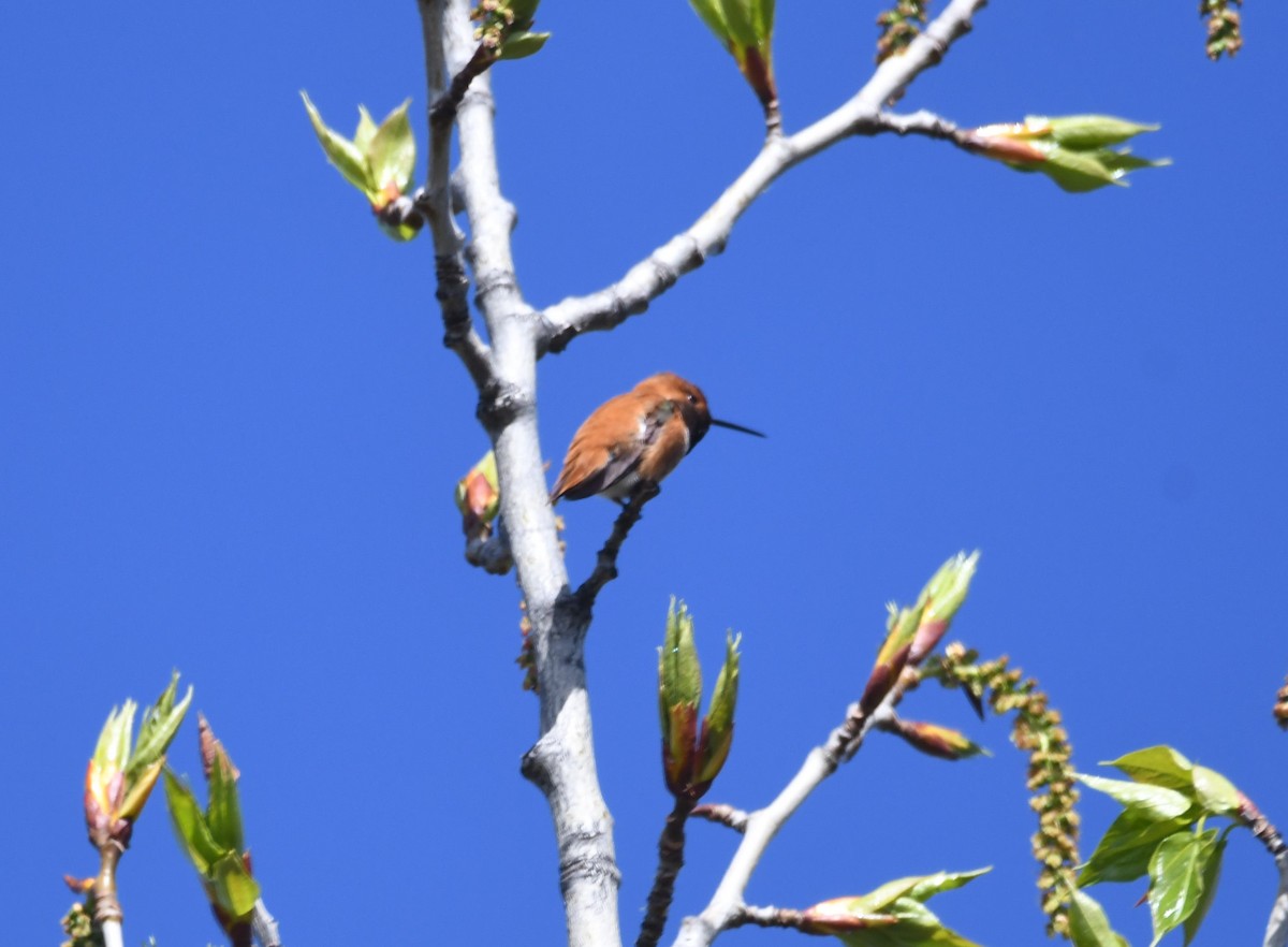 Rufous Hummingbird - Doug Maxwell