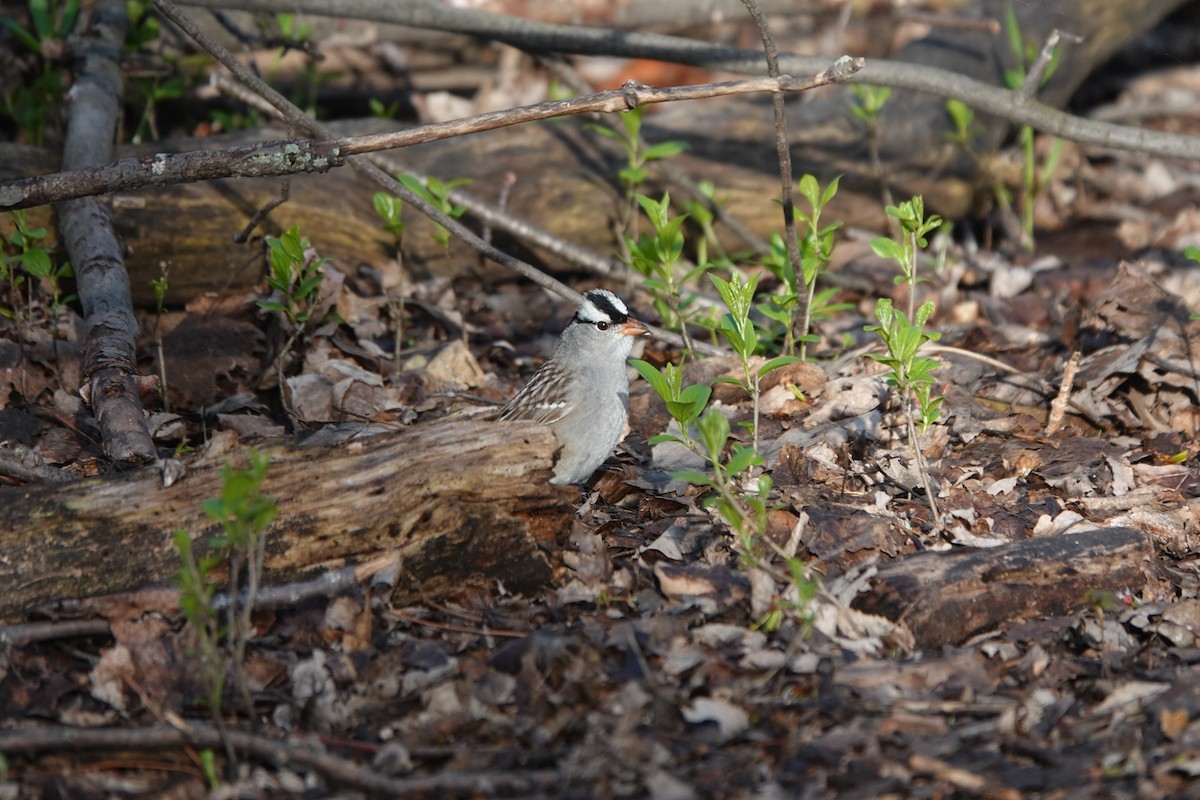 White-crowned Sparrow - Sylvie Vanier🦩