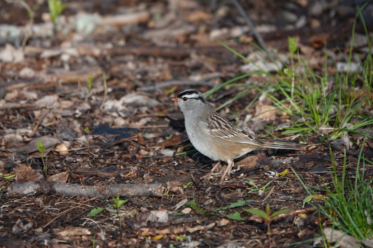 White-crowned Sparrow - Sylvie Vanier🦩
