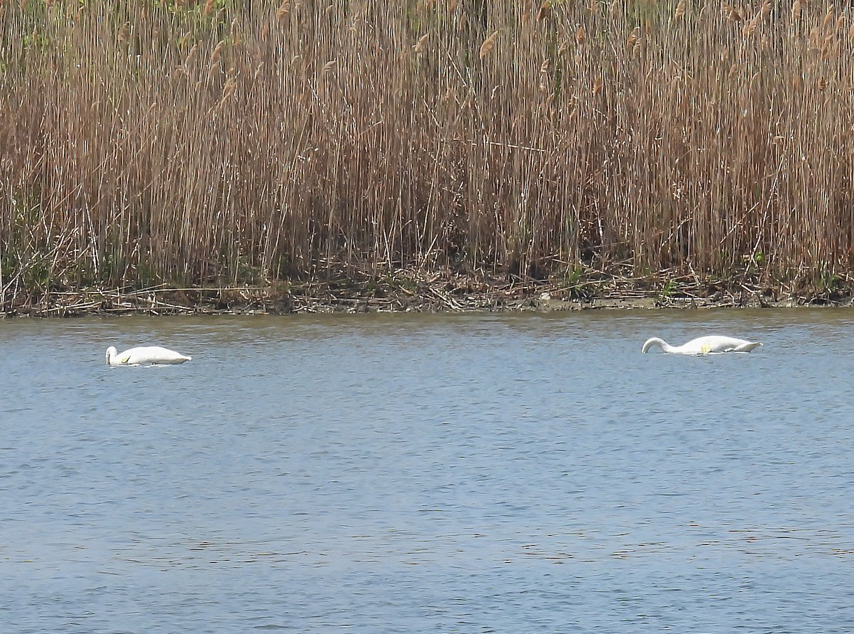 Trumpeter Swan - ML619137993