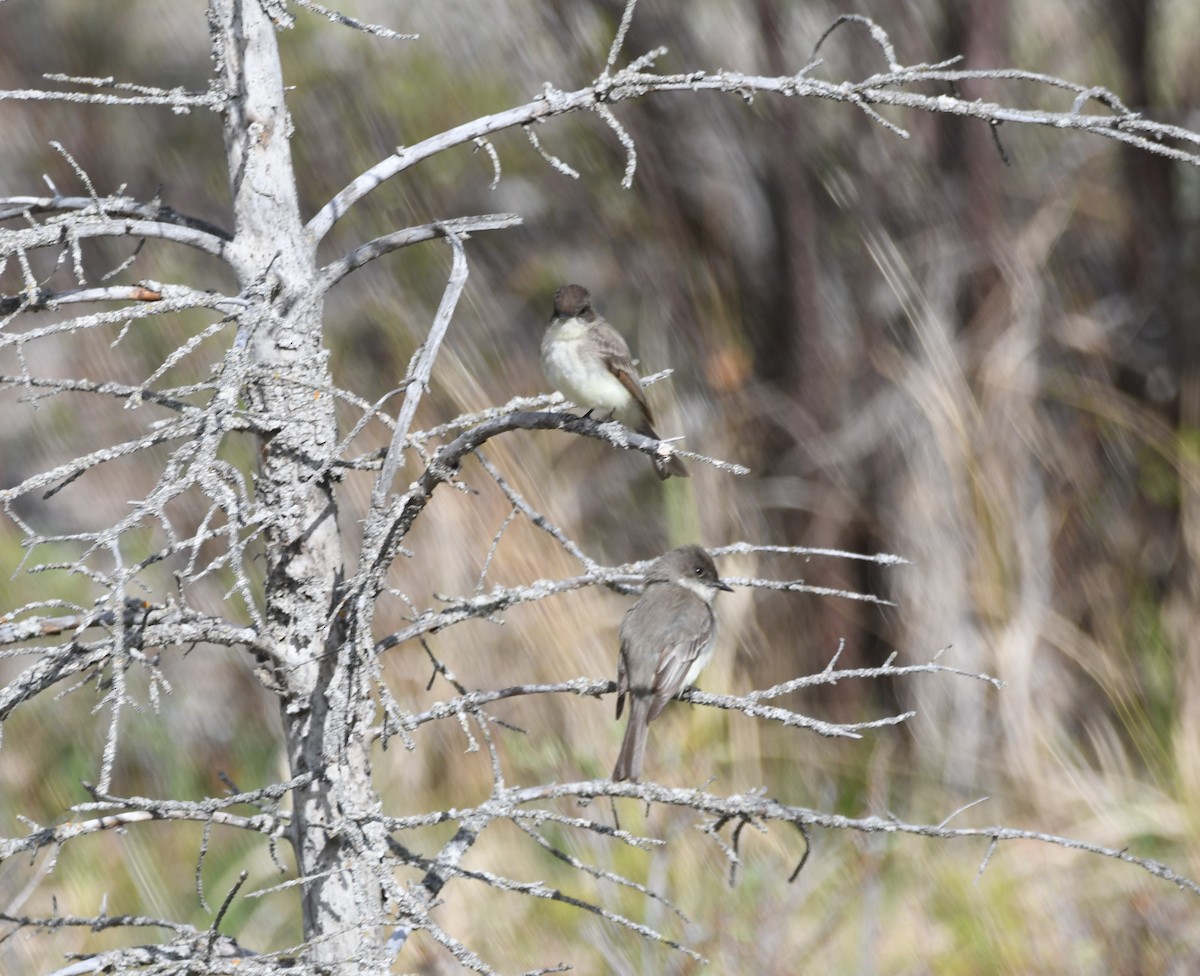 Eastern Phoebe - Doug Maxwell