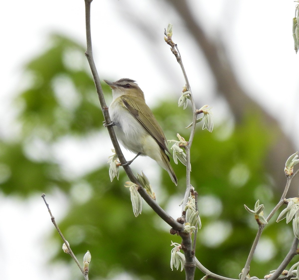 Red-eyed Vireo - Laura Griffin