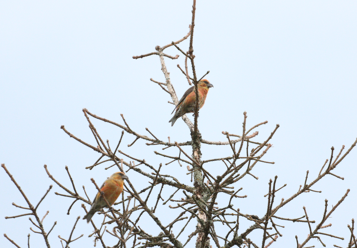 Red Crossbill - ML619138014