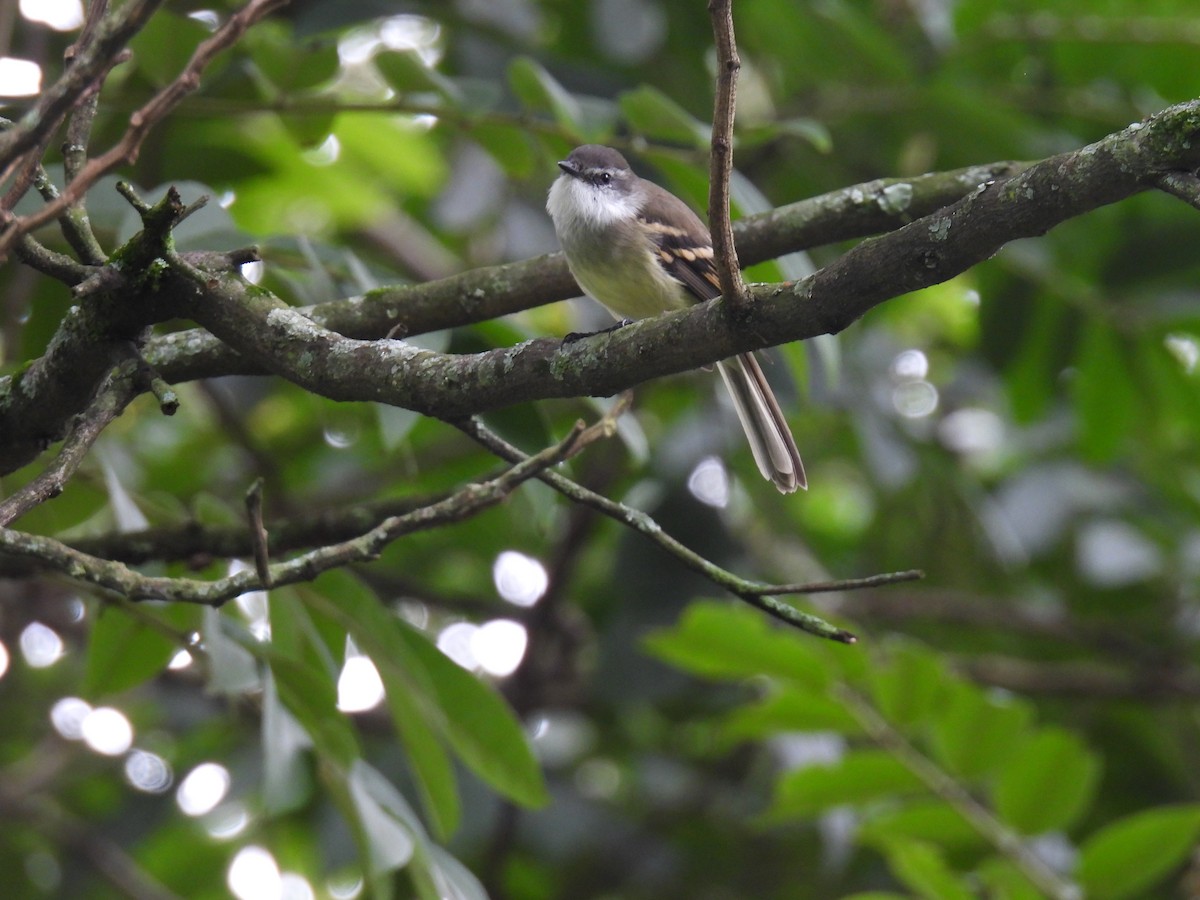 White-throated Tyrannulet - Harley Gómez Ramírez