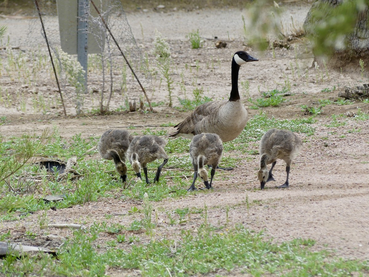 Canada Goose - ML619138045