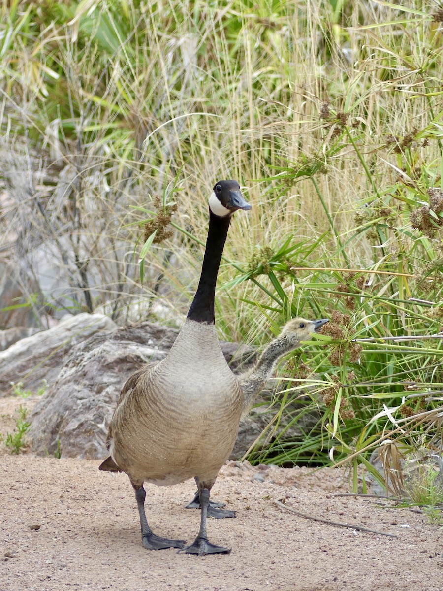 Canada Goose - Dennis Wolter