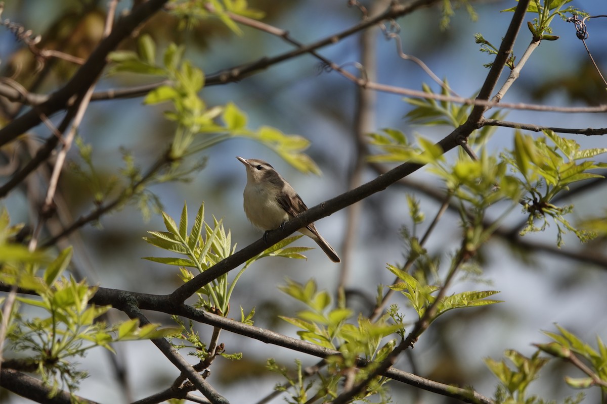 Warbling Vireo - Sylvie Vanier🦩