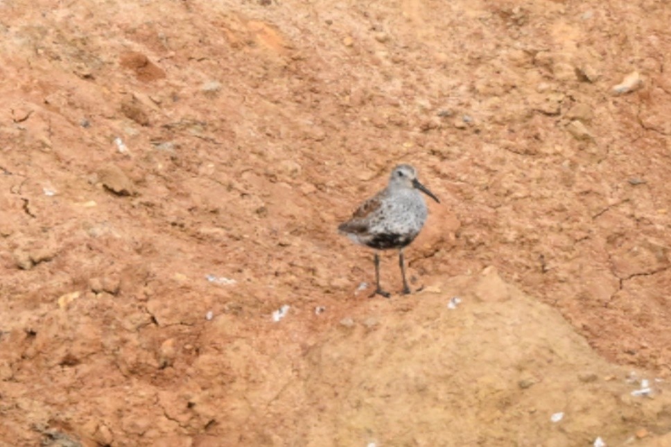 Dunlin - Roy Knispel