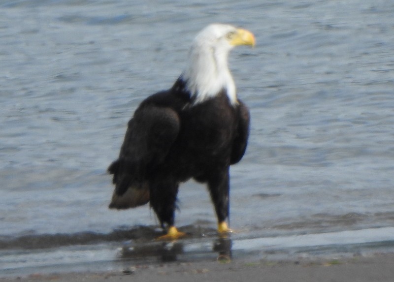 Bald Eagle - ML619138073