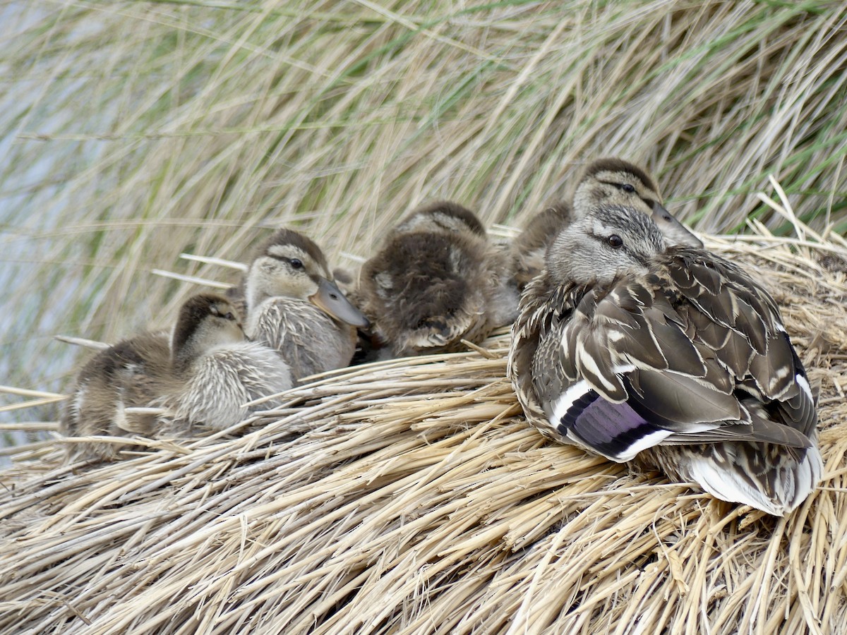 Canard colvert - ML619138075