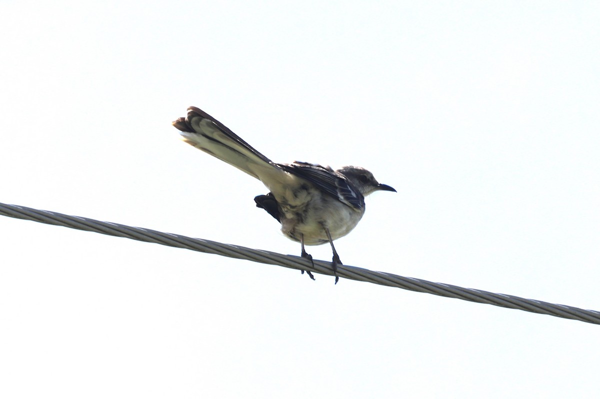 Northern Mockingbird - "Chia" Cory Chiappone ⚡️