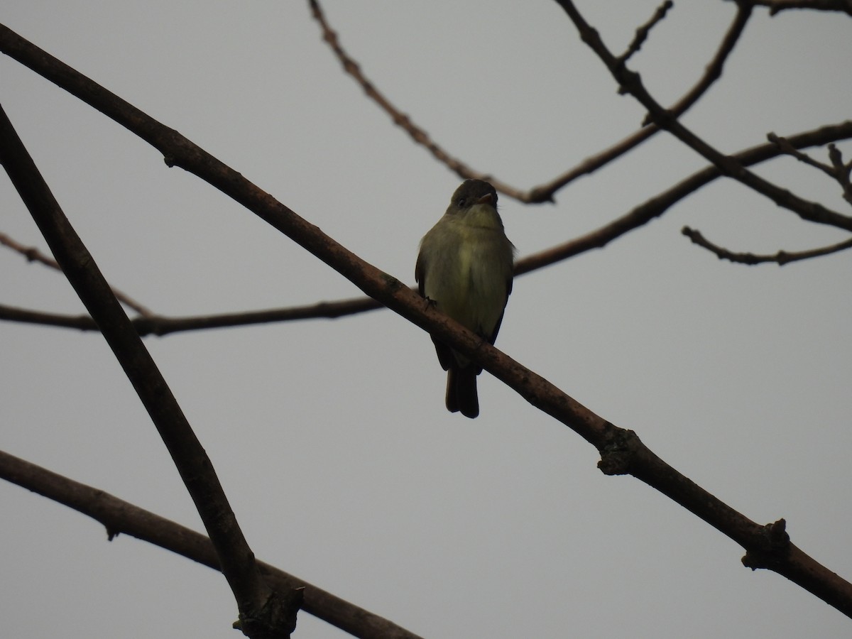 Olive-sided Flycatcher - ML619138084