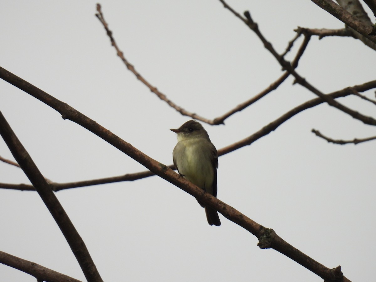 Olive-sided Flycatcher - ML619138085