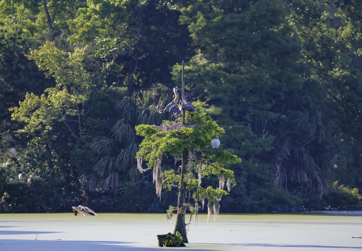 Great Blue Heron - Marc Regnier