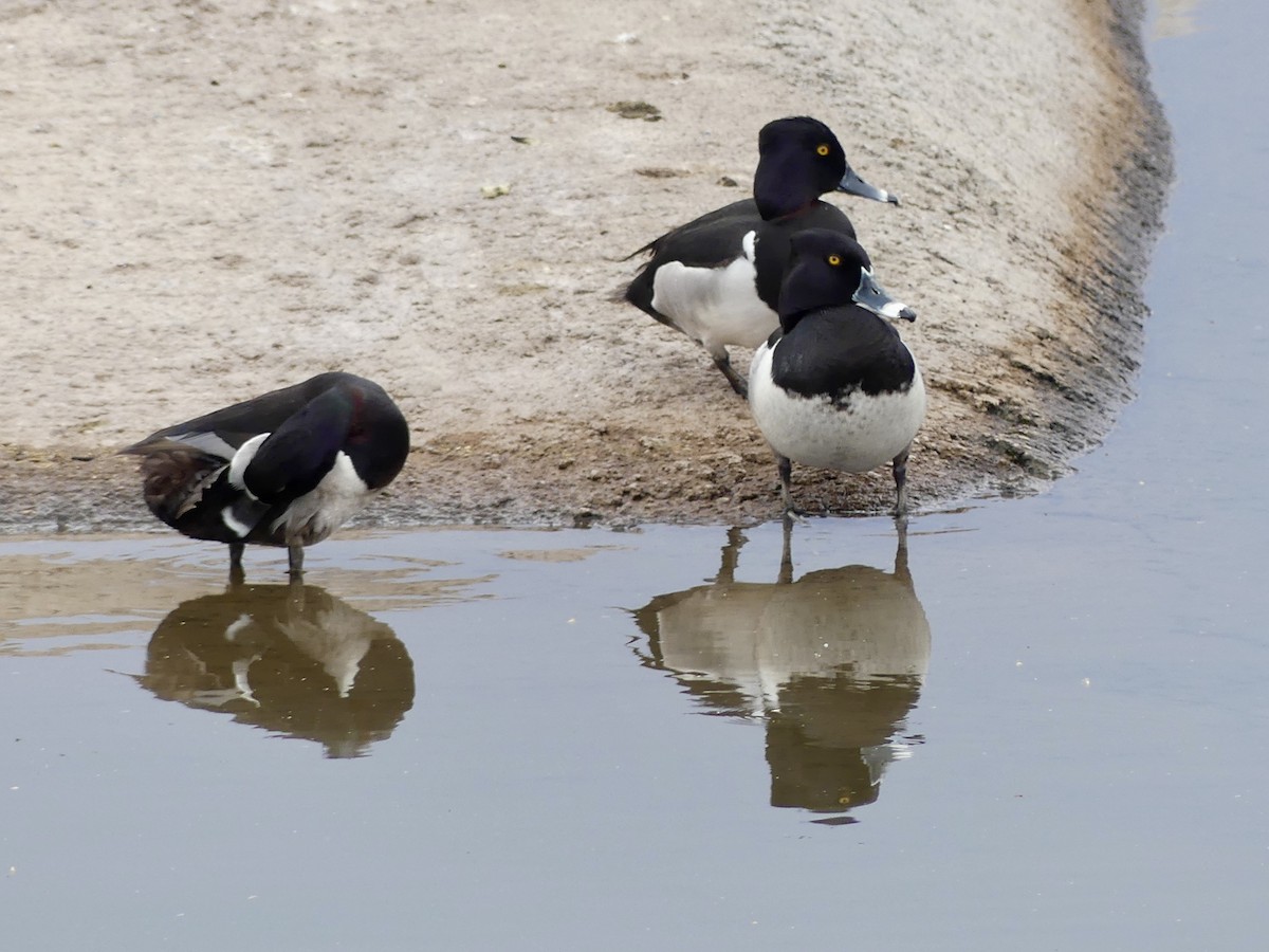 Ring-necked Duck - Dennis Wolter