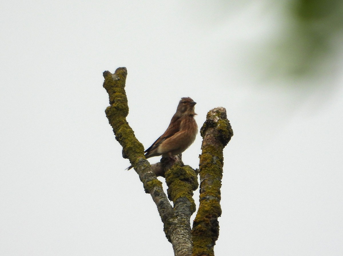 Eurasian Linnet - Stephen Matthews