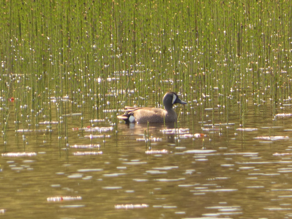 Blue-winged Teal - ML619138118