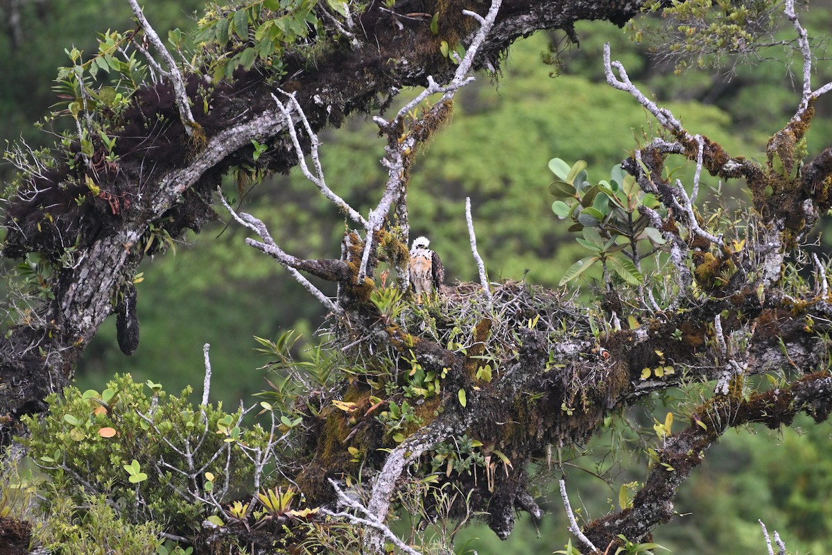 Red-tailed Hawk (costaricensis) - D T