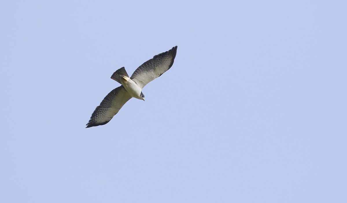Short-tailed Hawk - Richard Greenhalgh