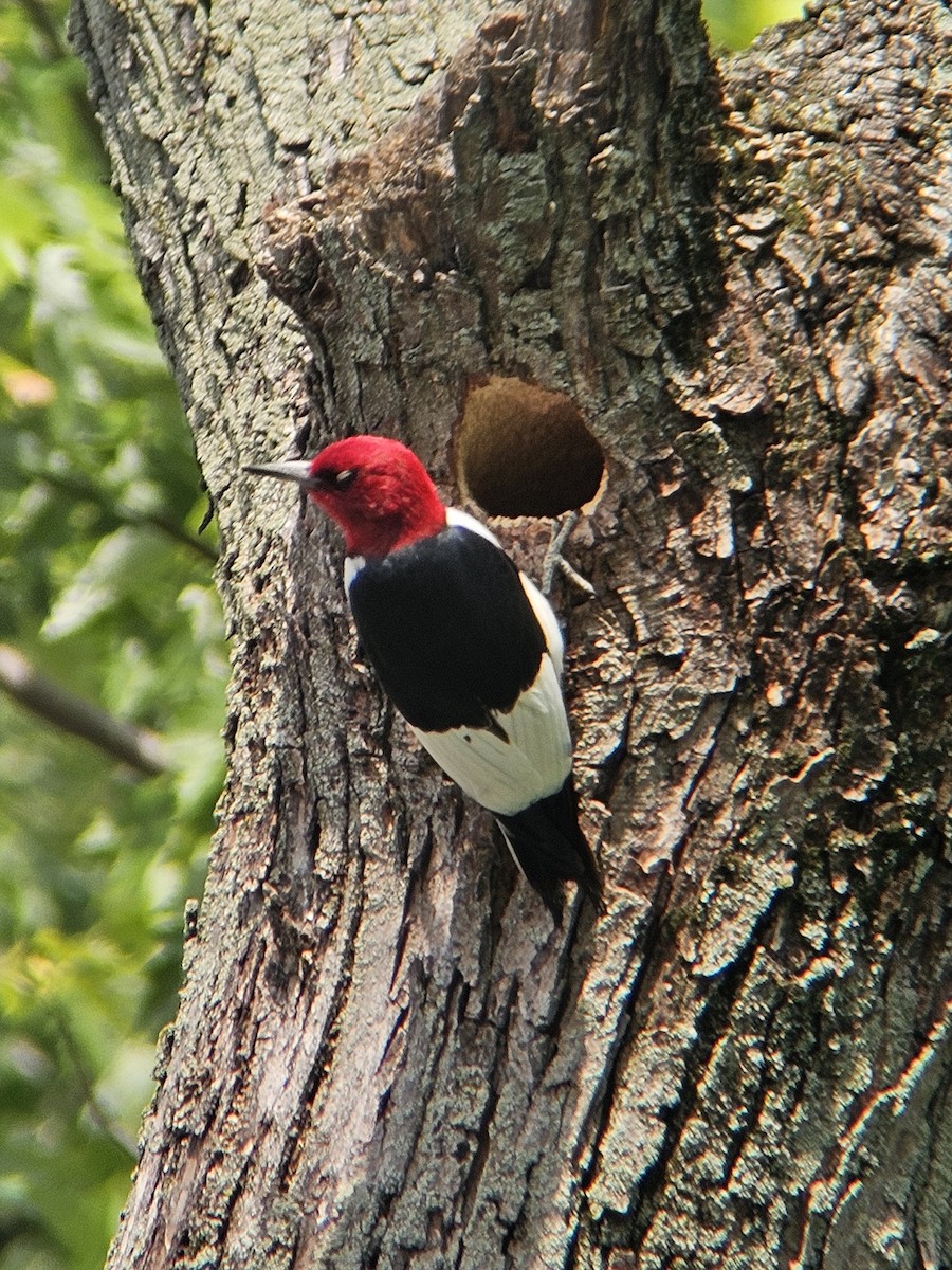 Pic à tête rouge - ML619138143