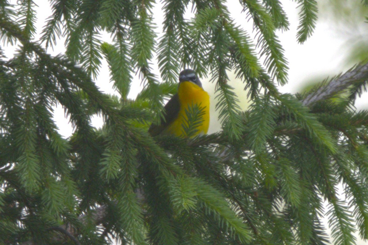 lesníček žlutoprsý - ML619138144