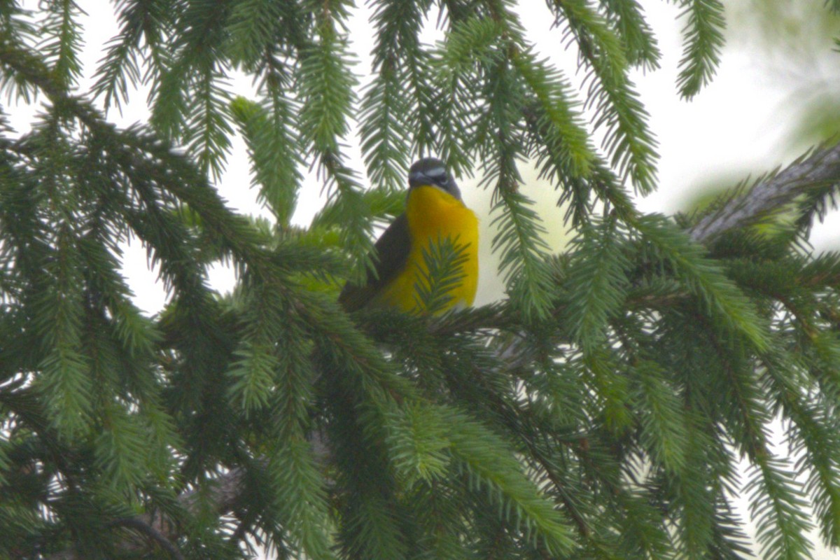 Yellow-breasted Chat - David Bennett