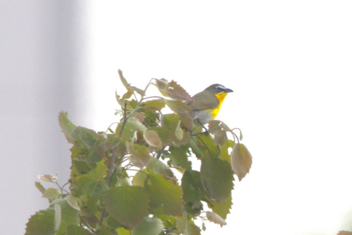 Yellow-breasted Chat - David Bennett