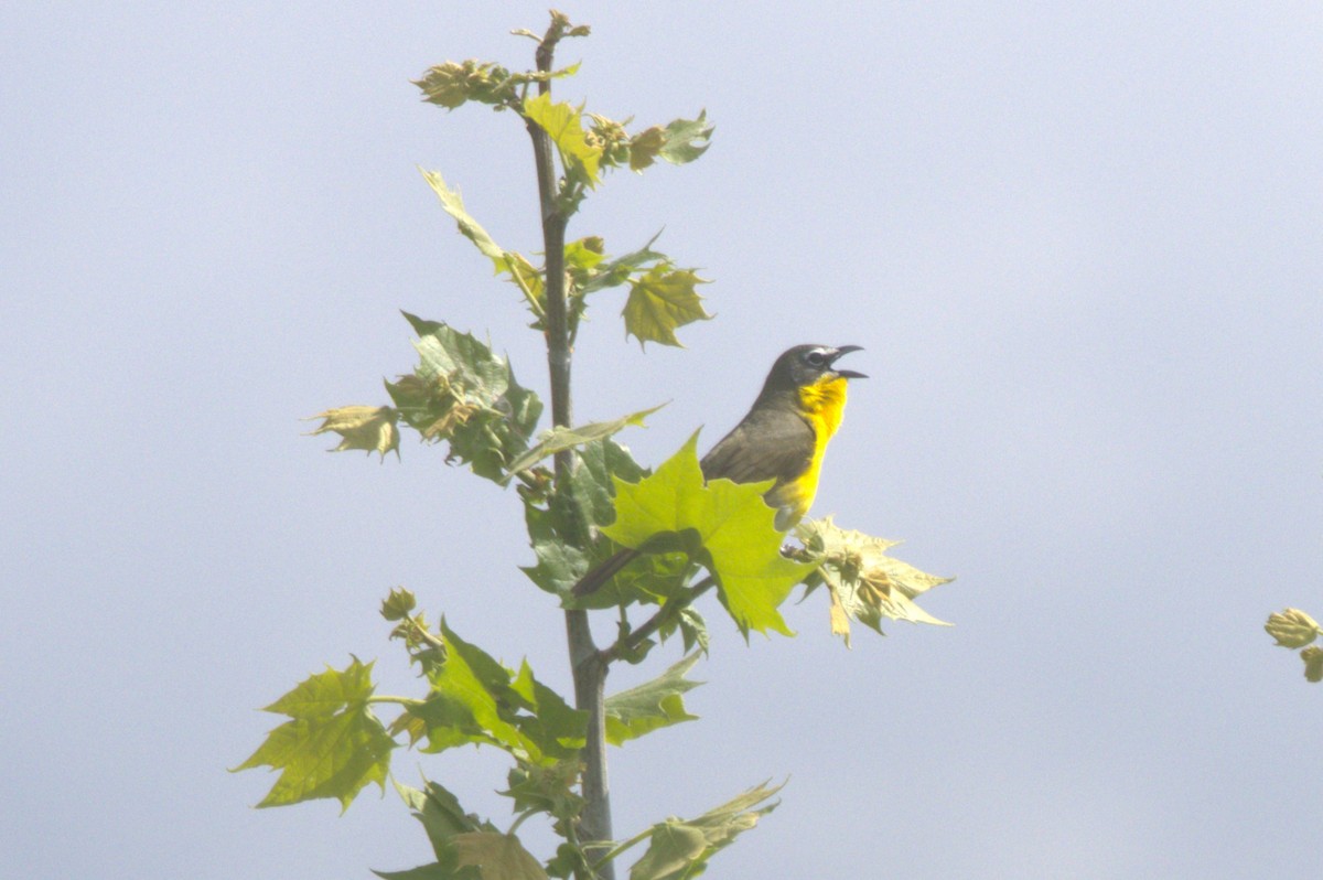 Yellow-breasted Chat - David Bennett