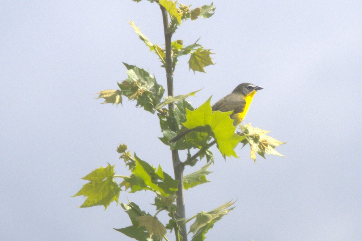 Yellow-breasted Chat - ML619138147