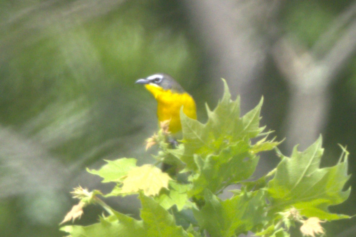 Yellow-breasted Chat - ML619138148