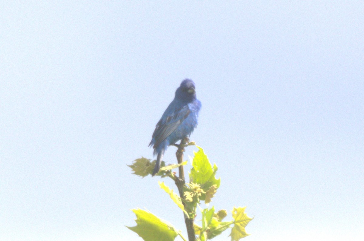 Indigo Bunting - David Bennett