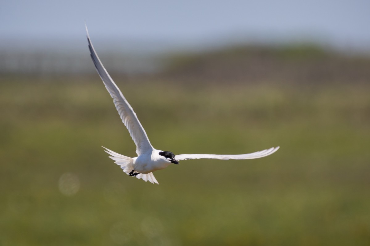 Gull-billed Tern - Cooper Daniels