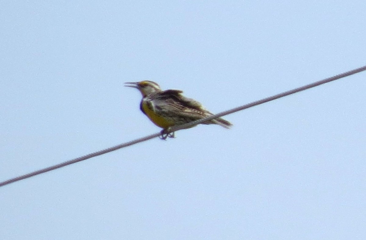 Eastern Meadowlark - "Chia" Cory Chiappone ⚡️