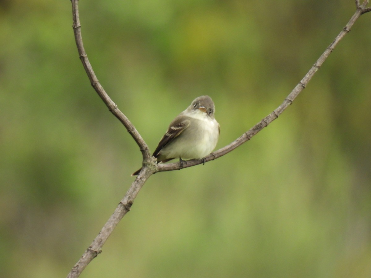 Eastern Wood-Pewee - ML619138173