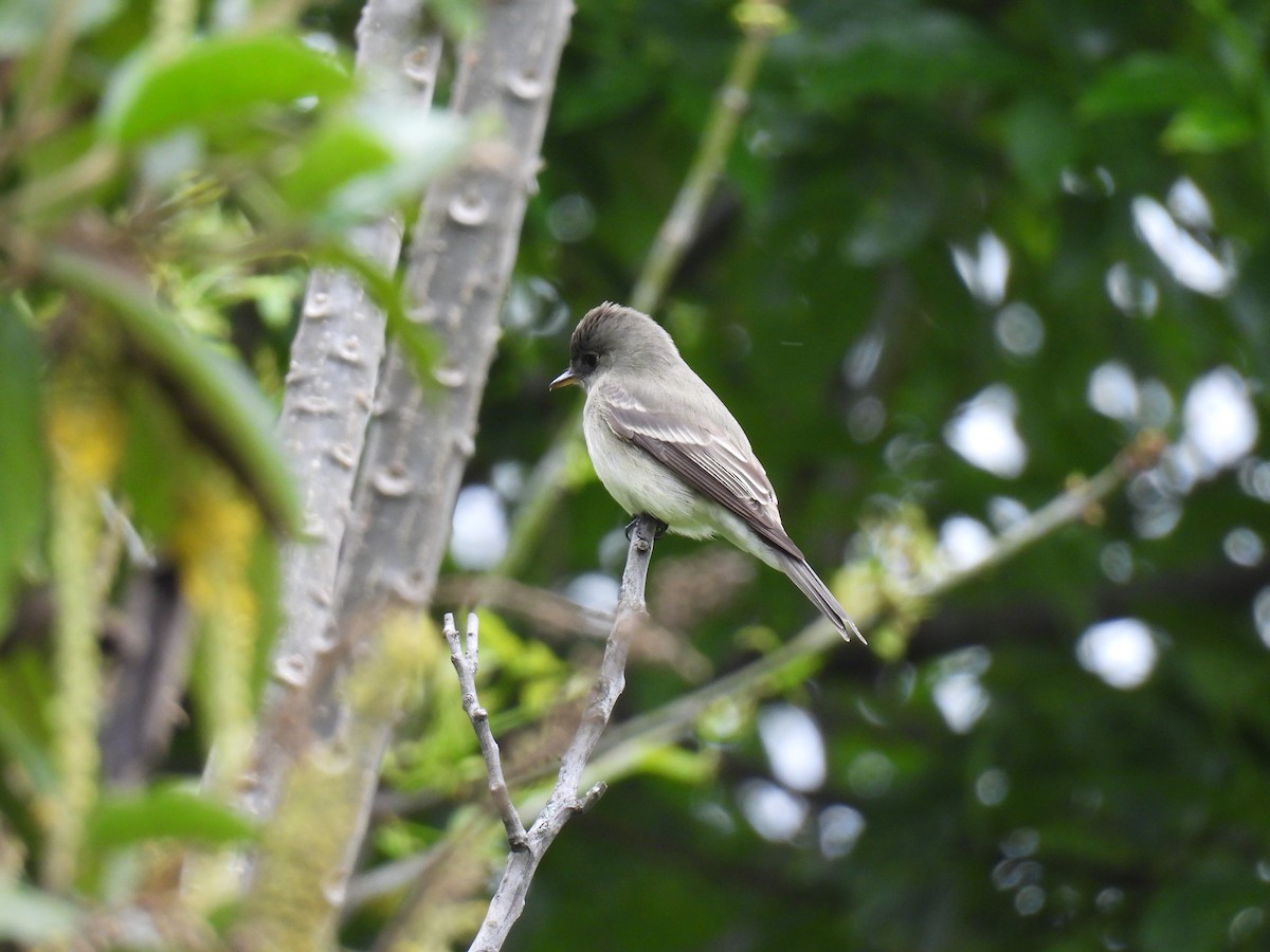 Eastern Wood-Pewee - Harley Gómez Ramírez