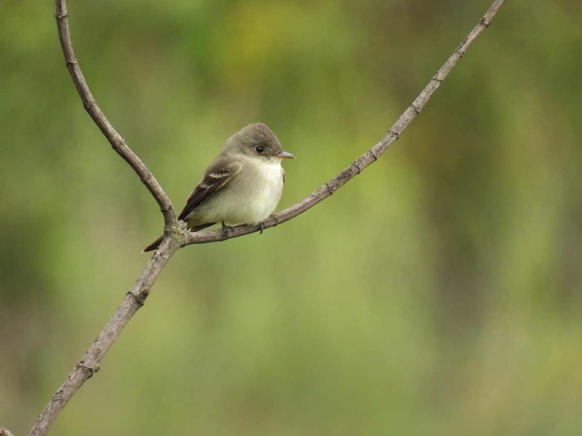 Eastern Wood-Pewee - Harley Gómez Ramírez